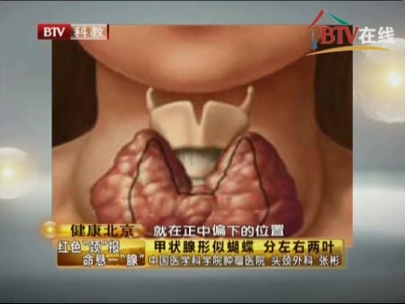 介绍甲状腺的形状