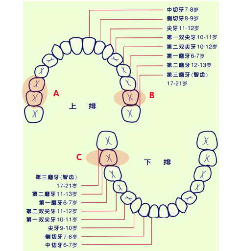 人的牙齿分布图