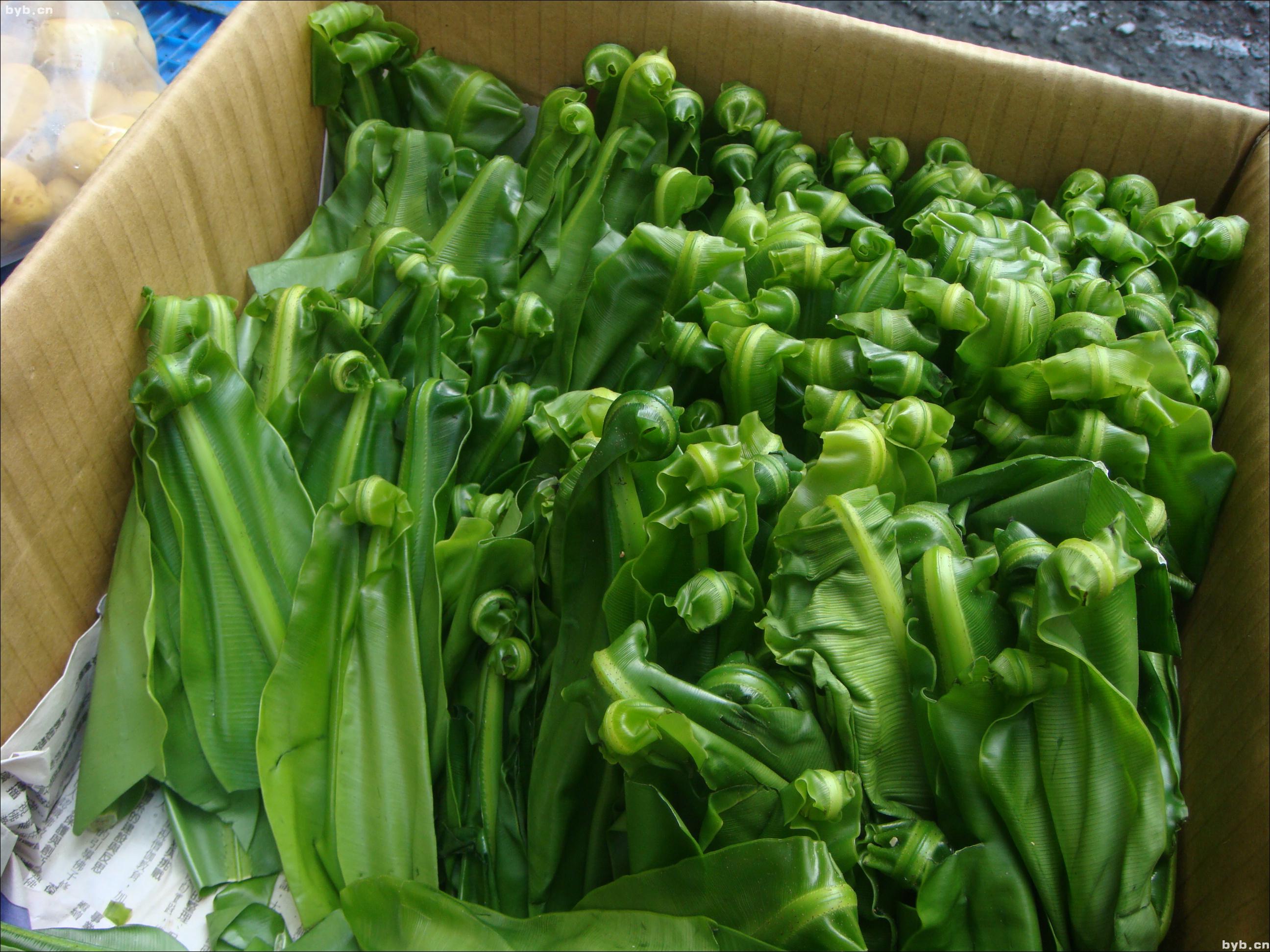 蕨菜-名特食品图谱-图片