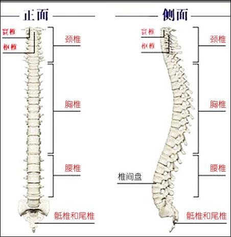 人体脊椎结构图高清