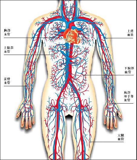 人体的血管分布图
