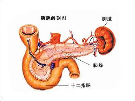 最易患癌部位8:胰 