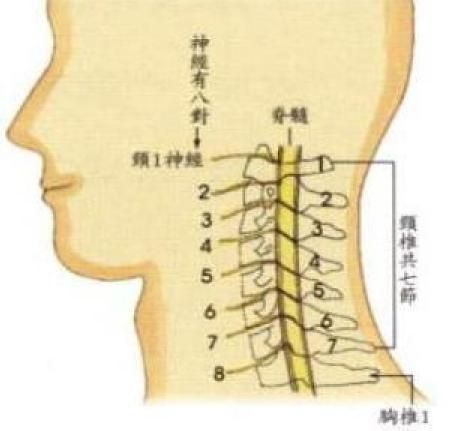 脖子结构图