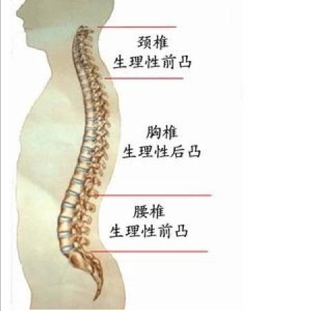 人体脊椎结构图高清