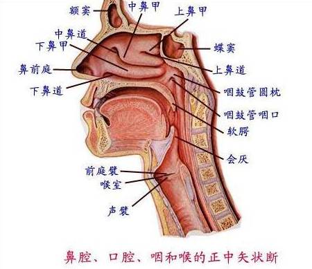 鼻子内部组织结构图图片