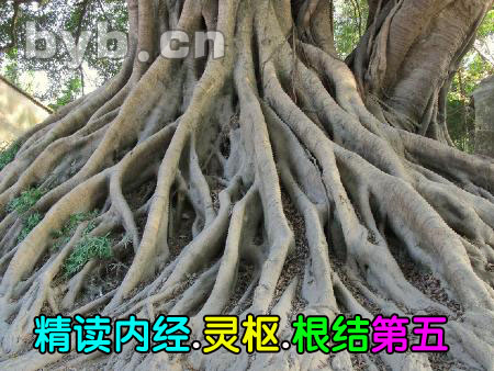 byb.cn 精读内经.灵枢.根结第五
