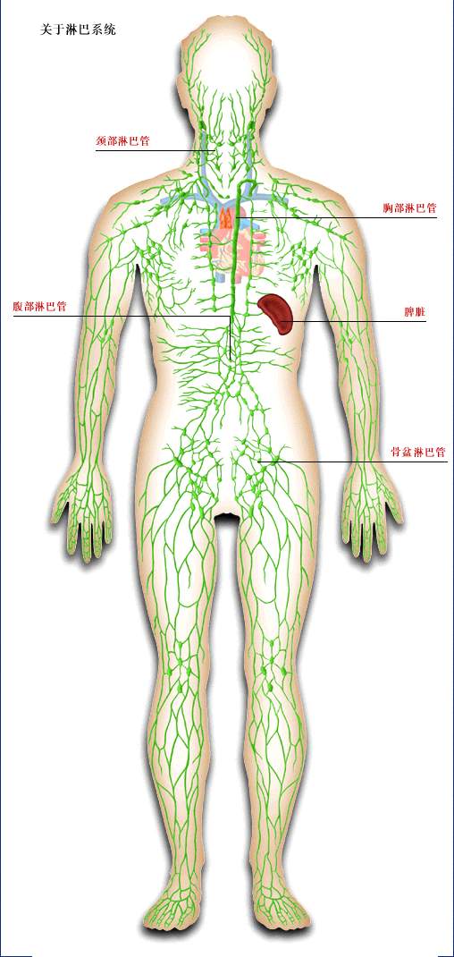 浅表淋巴结位置图图片