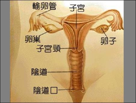 女性子宫位置示意图图片