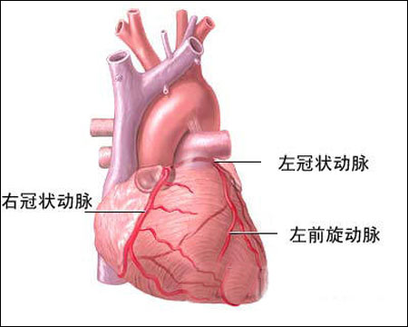 心脏右冠状动脉图图片