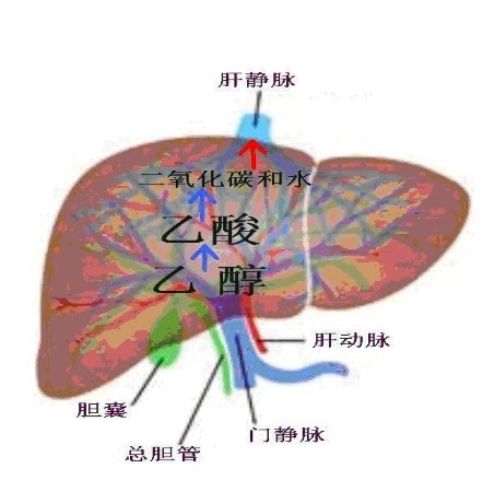 肝脏解剖图及血液循环图片