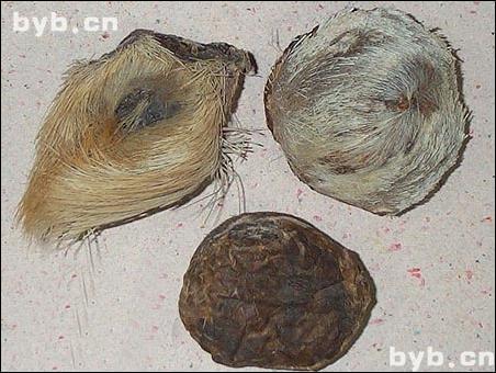 麝香_性味_归经_功效_作用_别有病